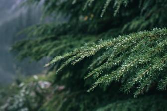 Nature Photos